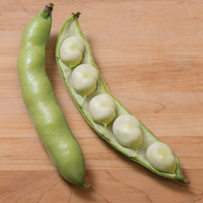 Vroma Vroma Fava Beans
