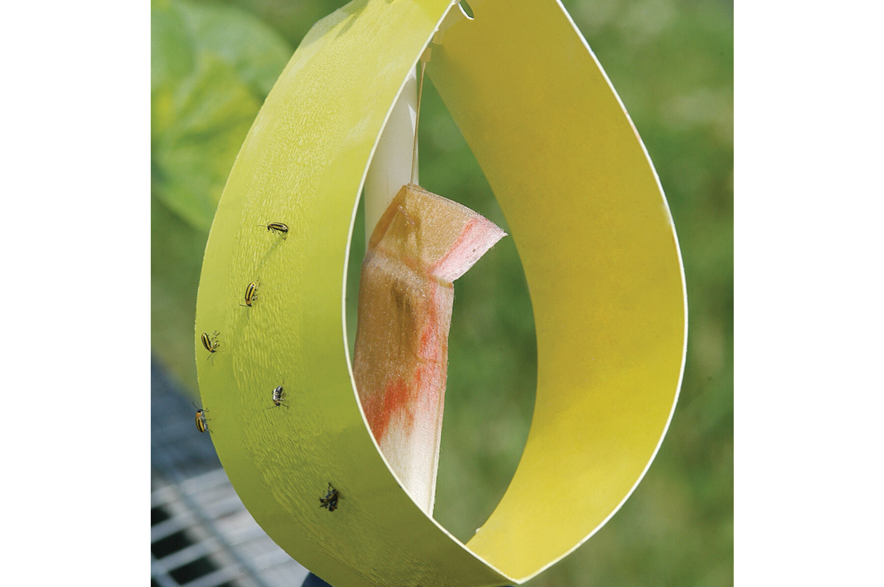 Sticky Yellow Traps &ndash; 5 Count Lures and Traps