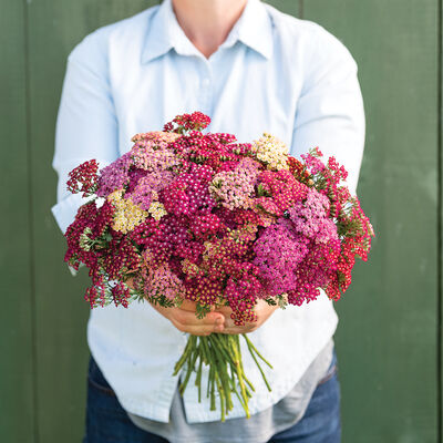 Flowerburst™ Red Shades Yarrow