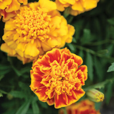 Bonanza™ Bee French Marigolds