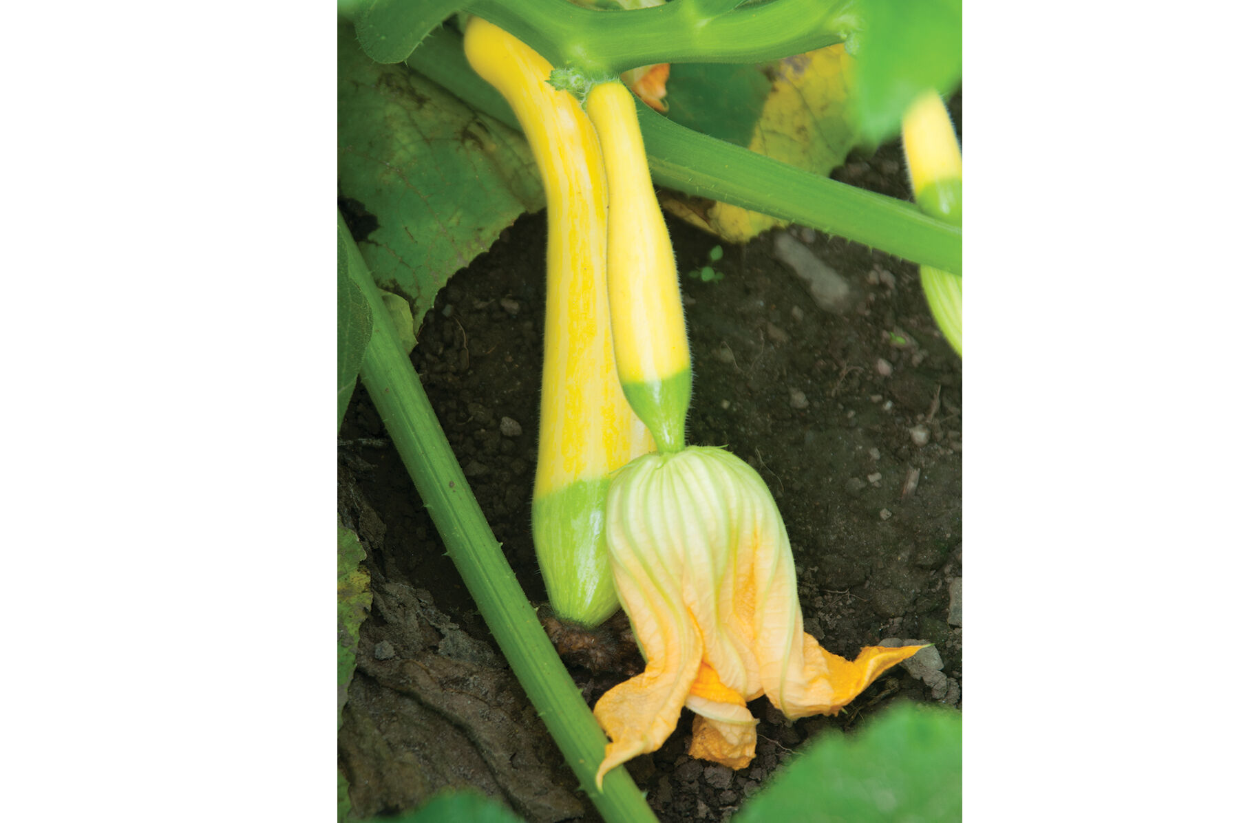 Zephyr Summer Squash