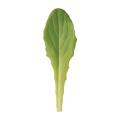 Deer Tongue Bibb Lettuce