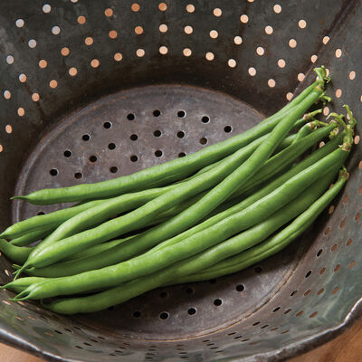 Jade Bush Beans