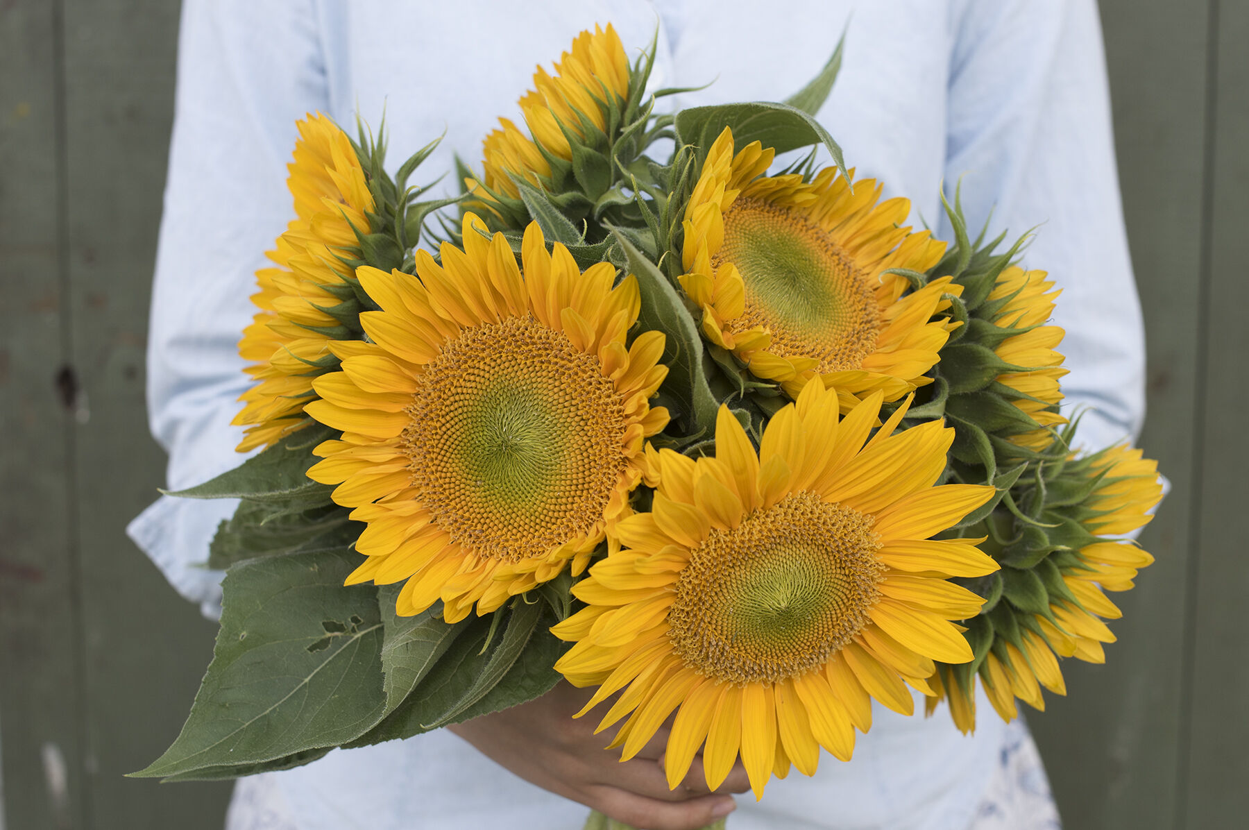 Sunrich Gold Tall Sunflowers