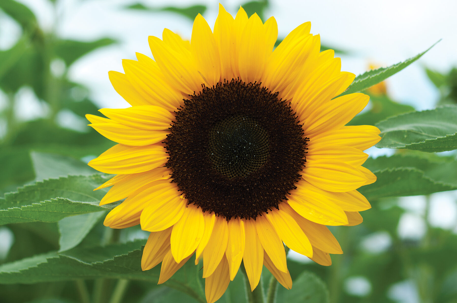Sunrich Orange Summer Tall Sunflowers