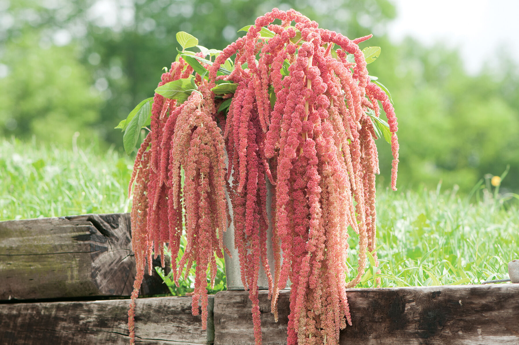 Coral Fountain Amaranthus