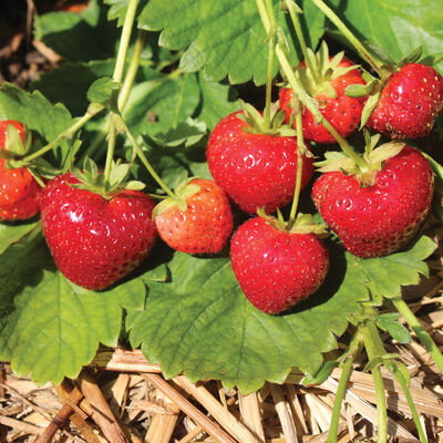 Evie-2 Strawberry Bare-Root Plants