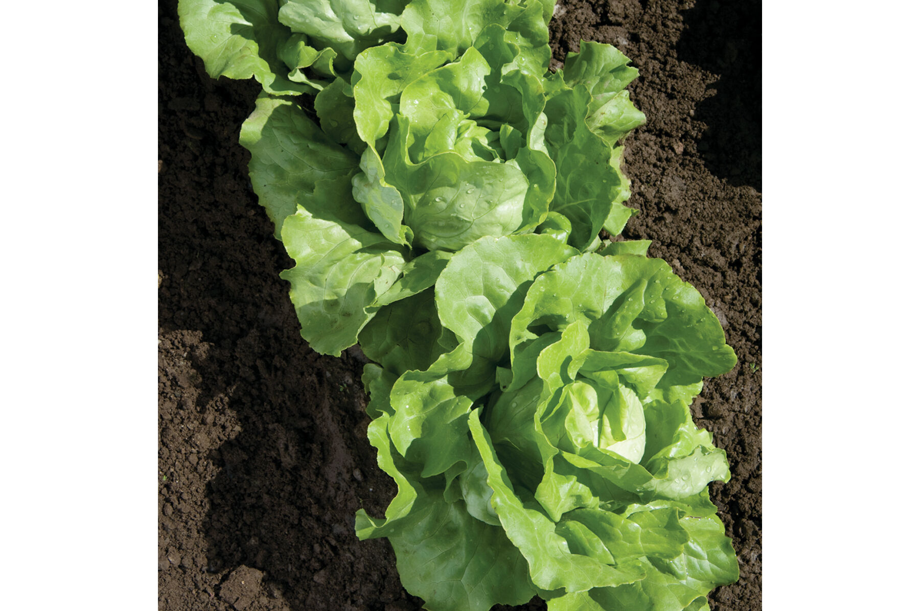 Nancy Butterhead Lettuce (Boston)