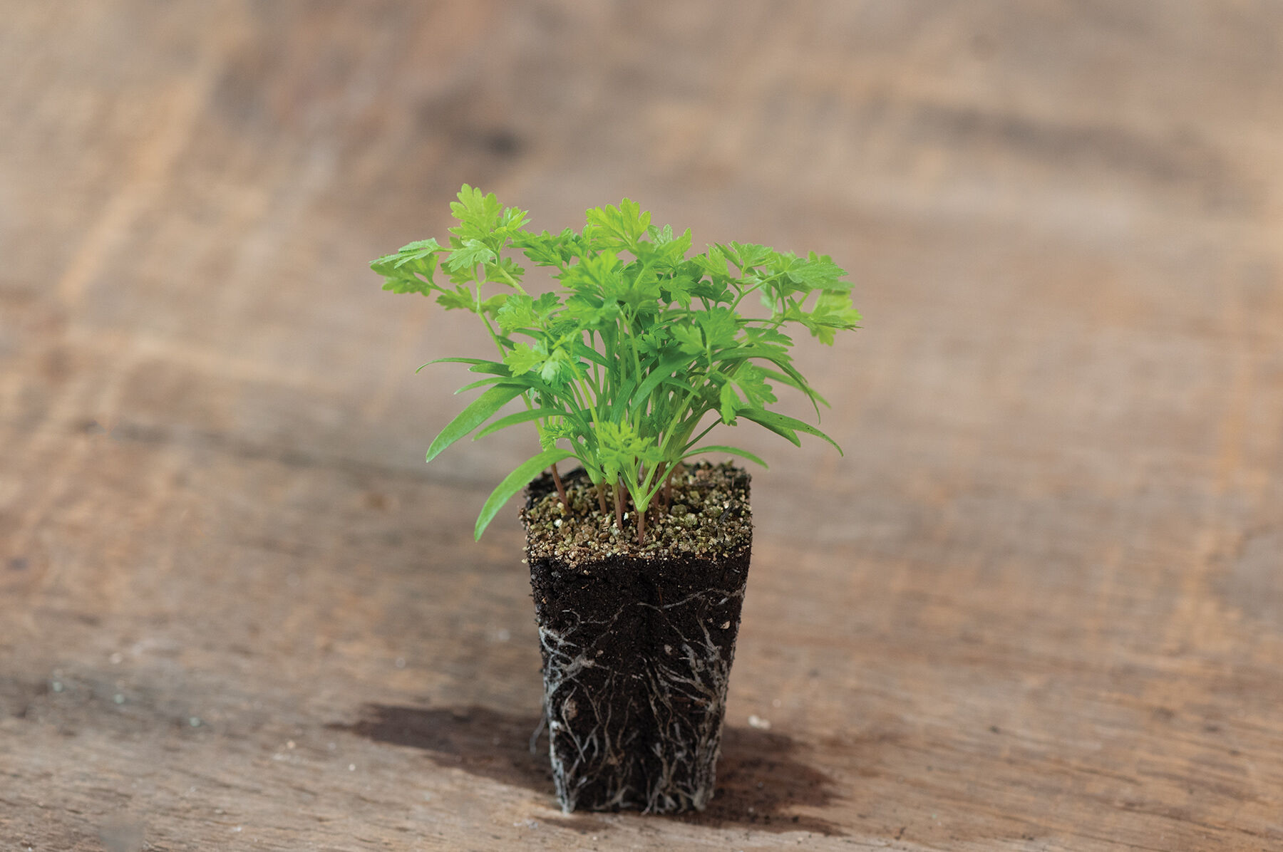 Chervil Microgreen Herbs