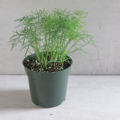 Fernleaf Dill