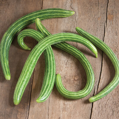 Striped Armenian Specialty Cucumbers