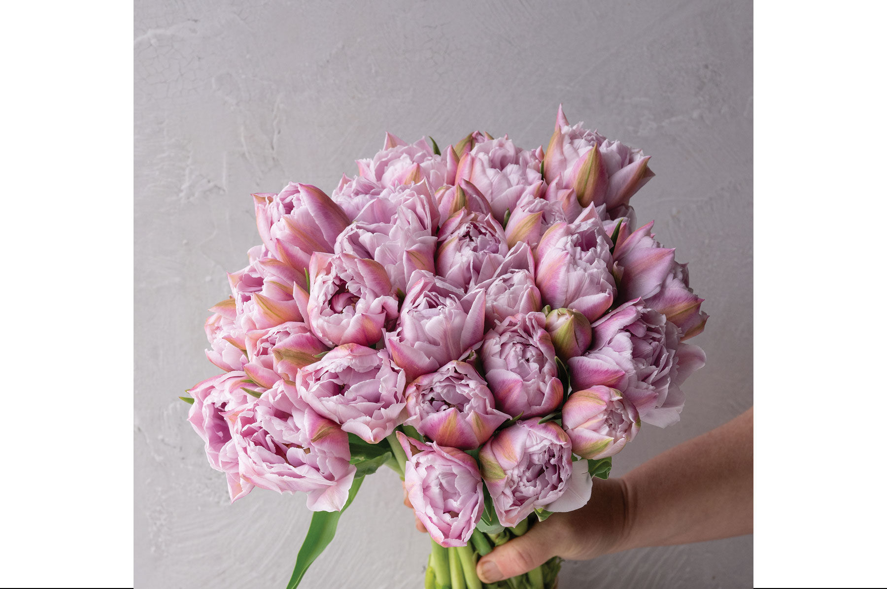 Katinka Tulips