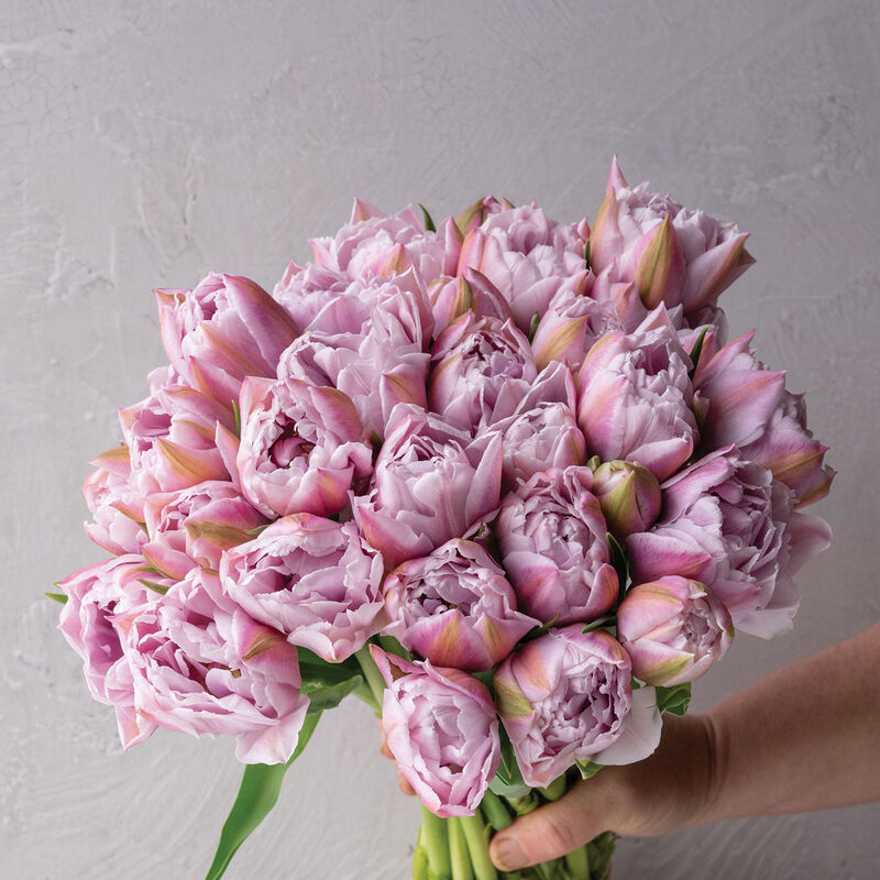 Katinka Tulips