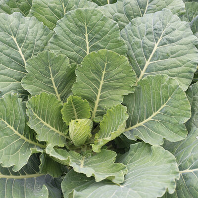 Top Bunch 2.0 Collards