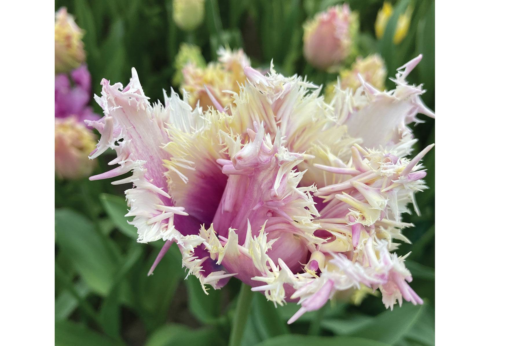 Crunchy Cummins Tulips