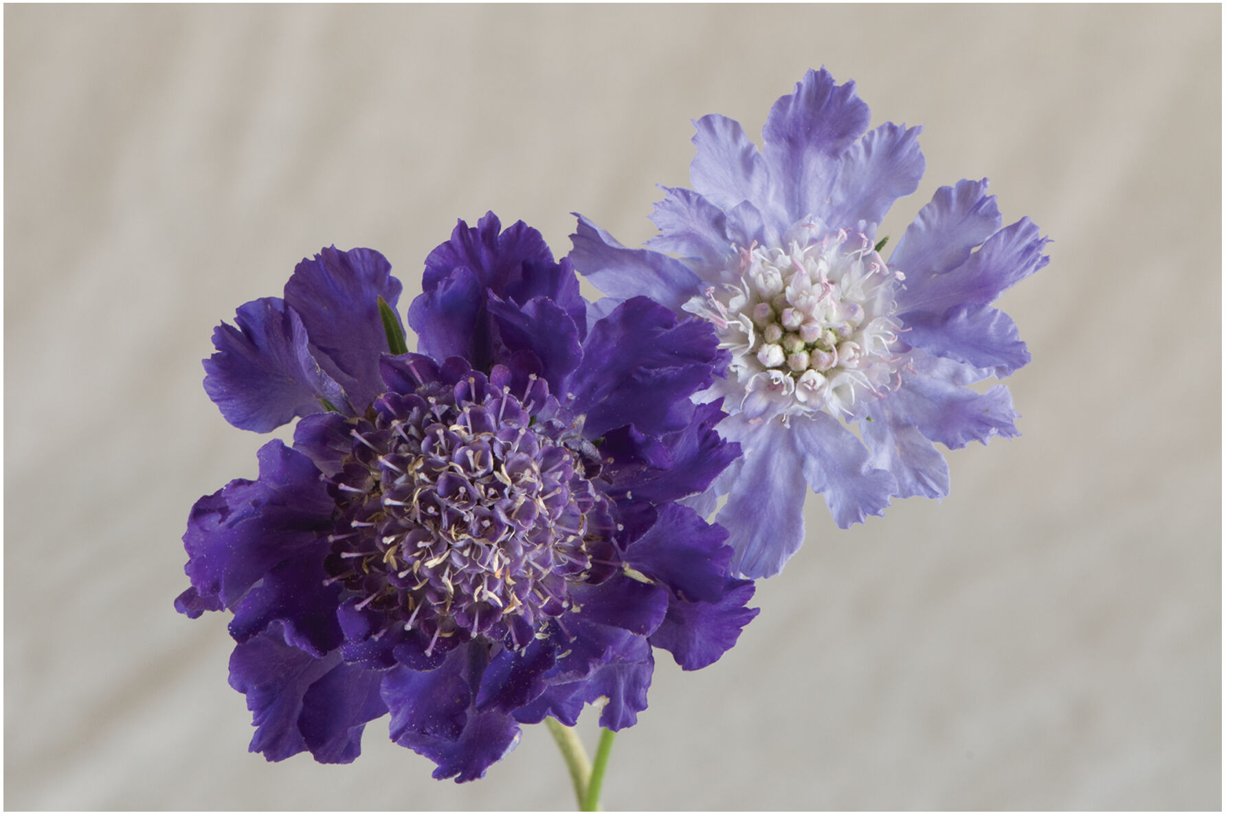 Fama Deep Blue Scabiosa (Pincushion Flower)