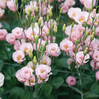 Viviana&trade; Pink Lisianthus