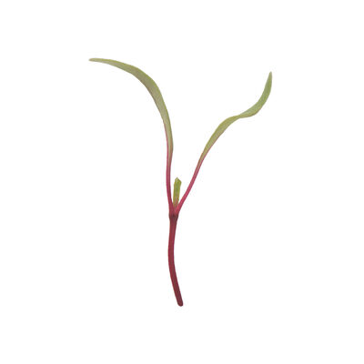 Beet, Red Beet Microgreen Vegetables