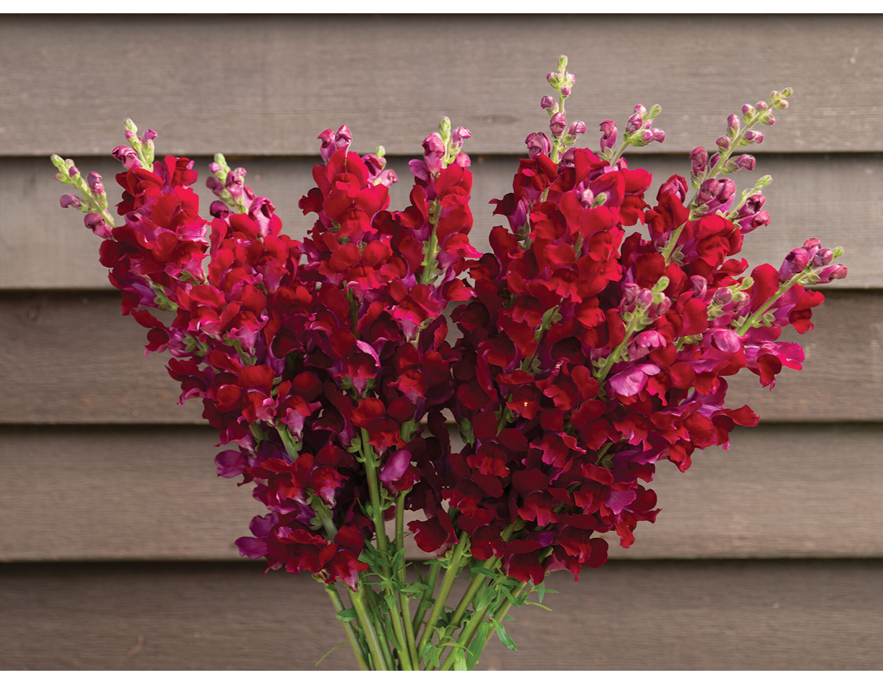 Costa Velvet I&ndash;II Snapdragon