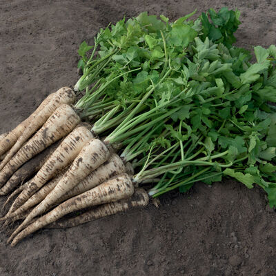 Panorama Parsnips