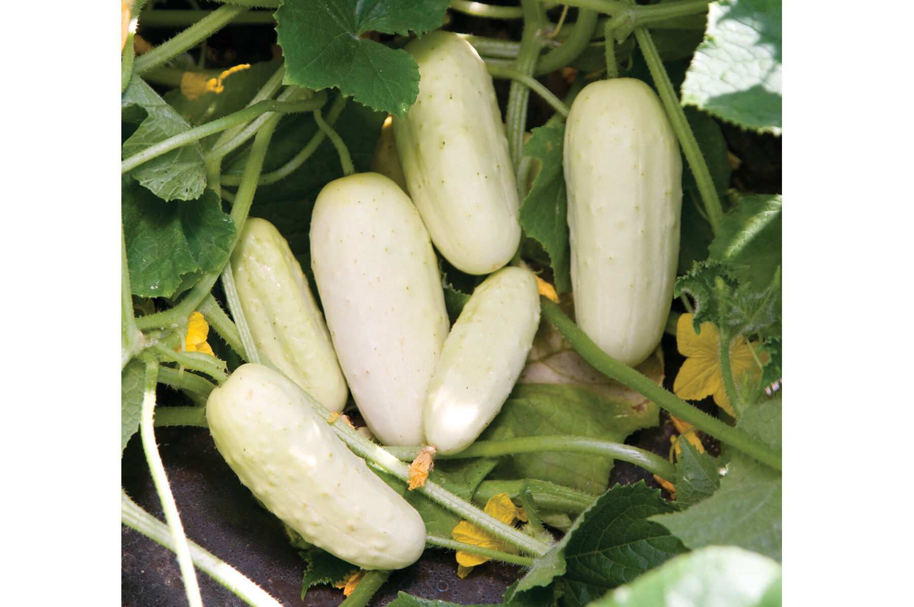 Salt and Pepper Pickling Cucumbers