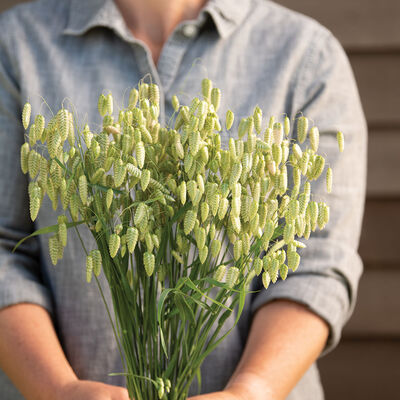 Greater Quaking Grass Grasses, Ornamental