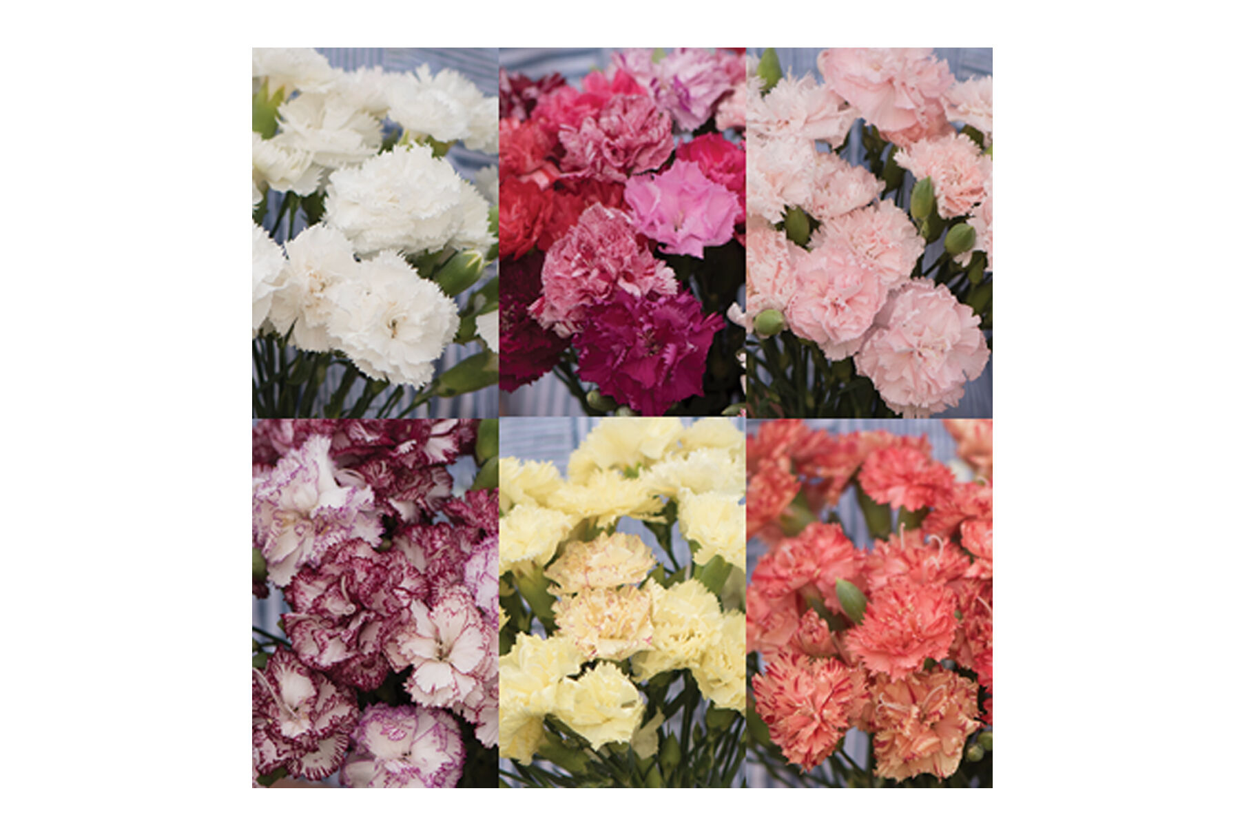 Chabaud Carnation Set Dianthus (Sweet William)