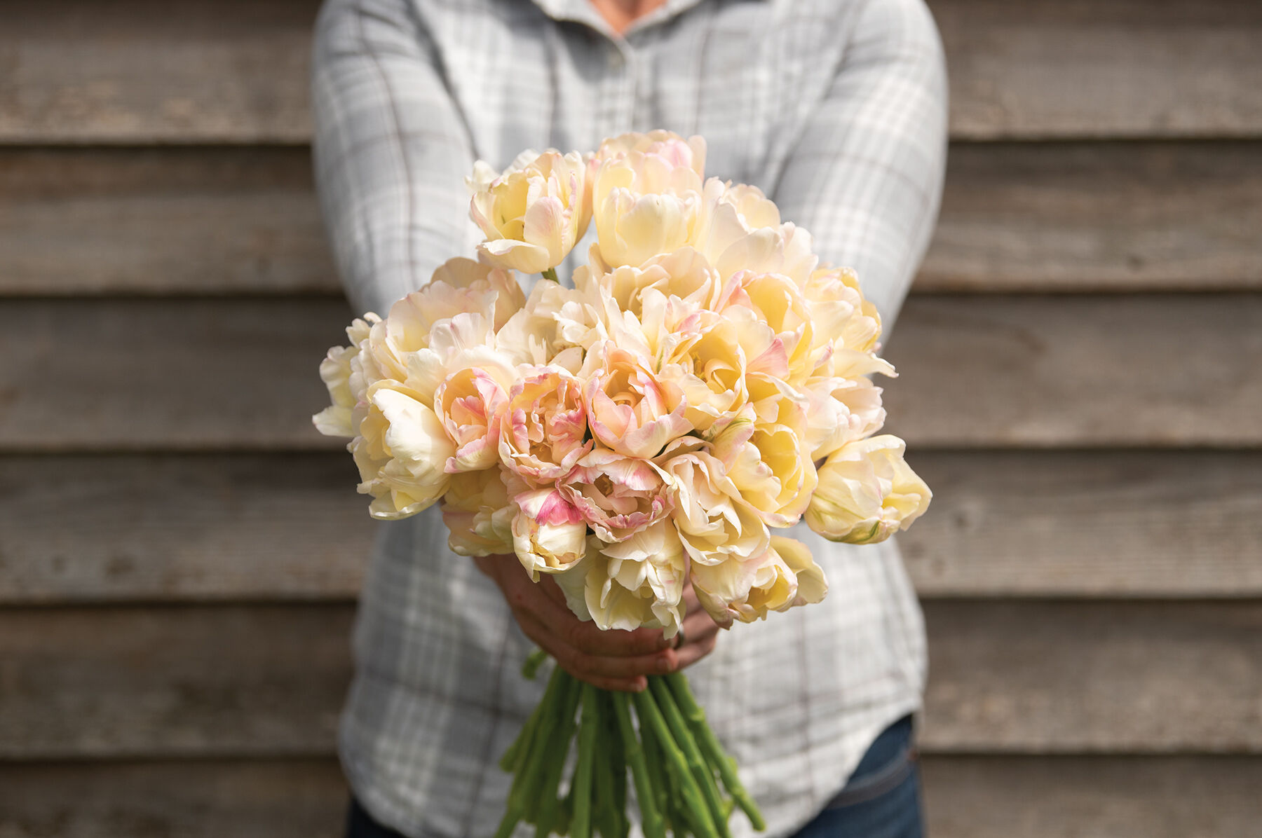 Crème Upstar Tulips