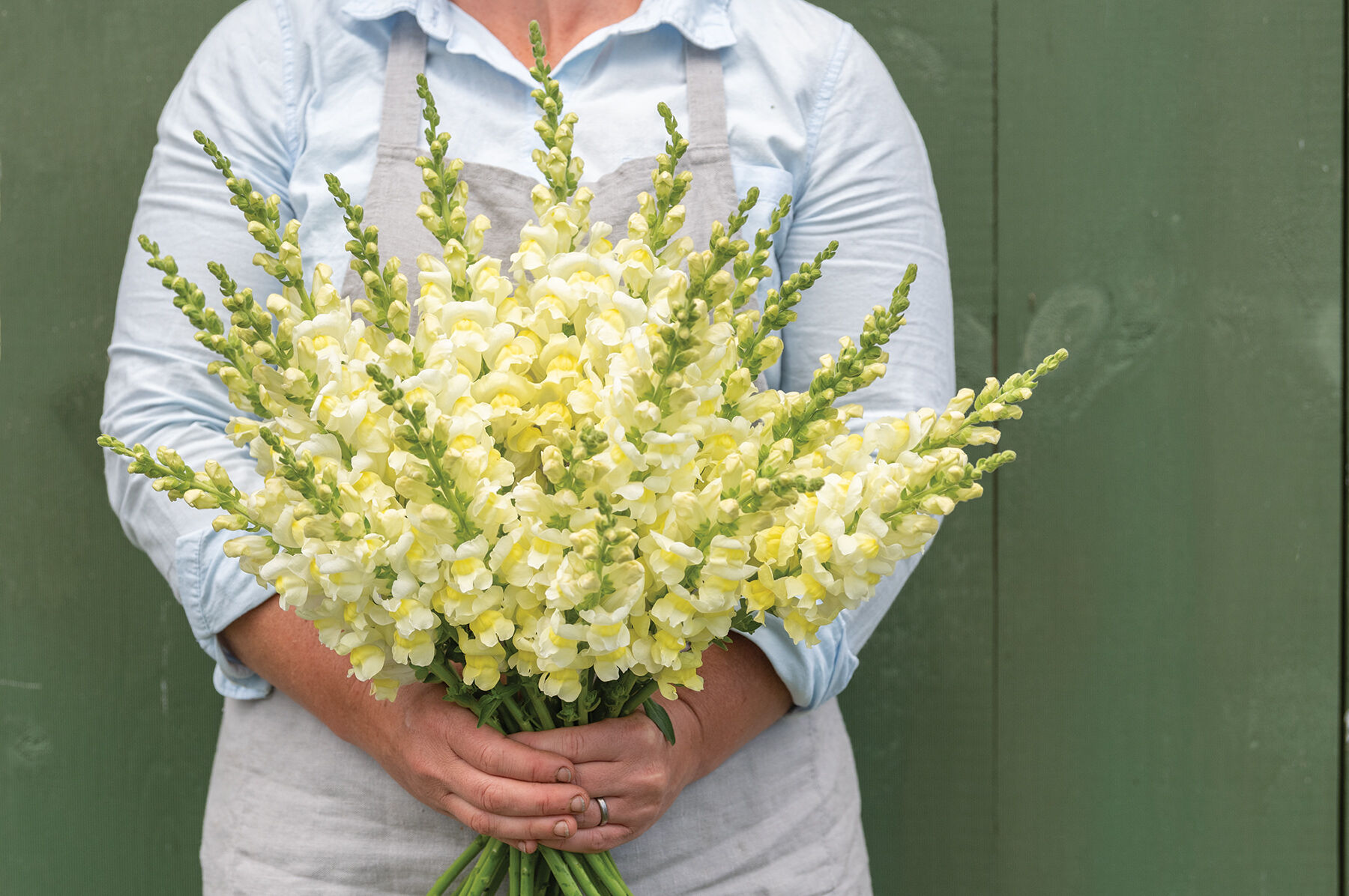 Orleans Early Lemon Yellow Snapdragon