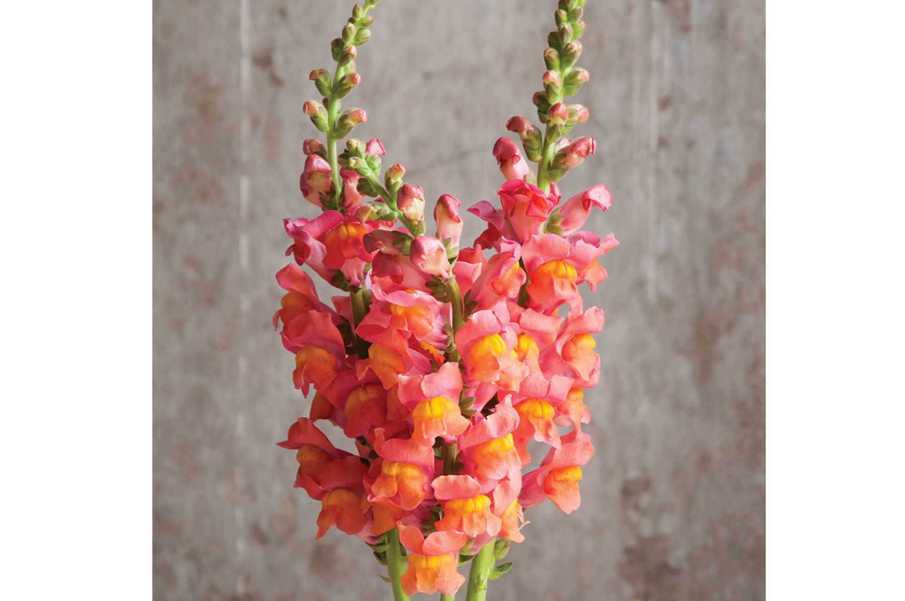 Potomac Orange Snapdragon
