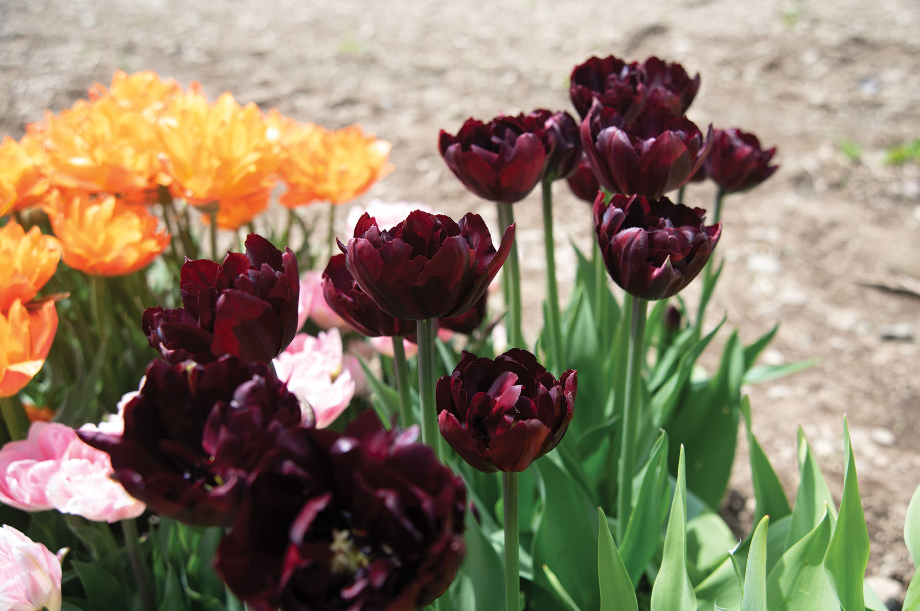 Palmyra Tulips