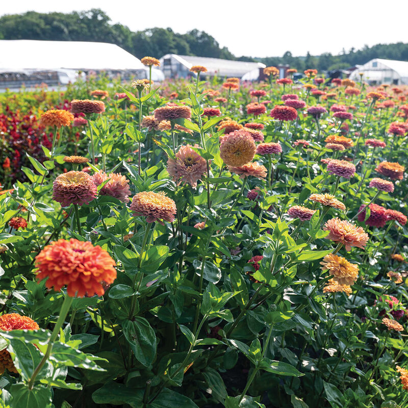 Aurora Zinnias