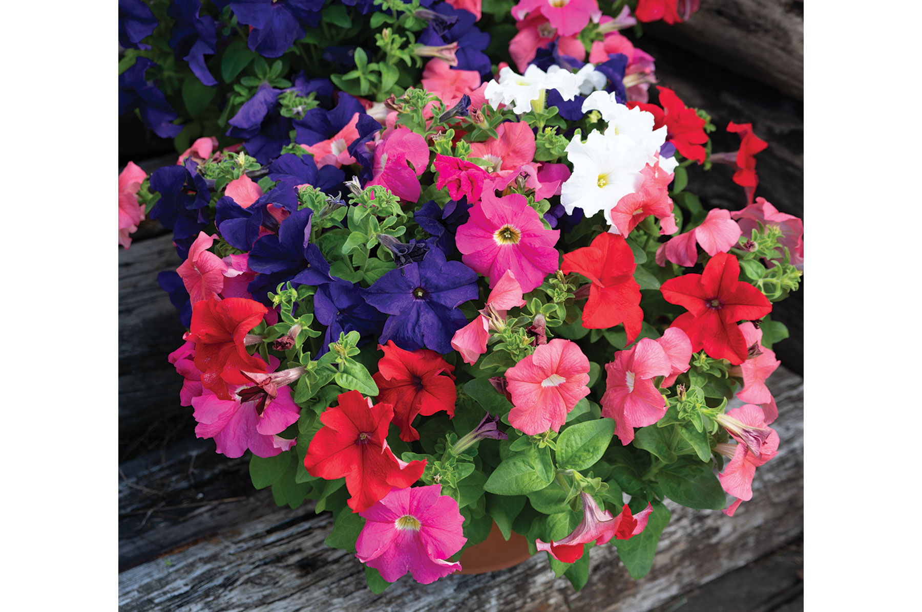 Dreams&trade; Mix Petunia