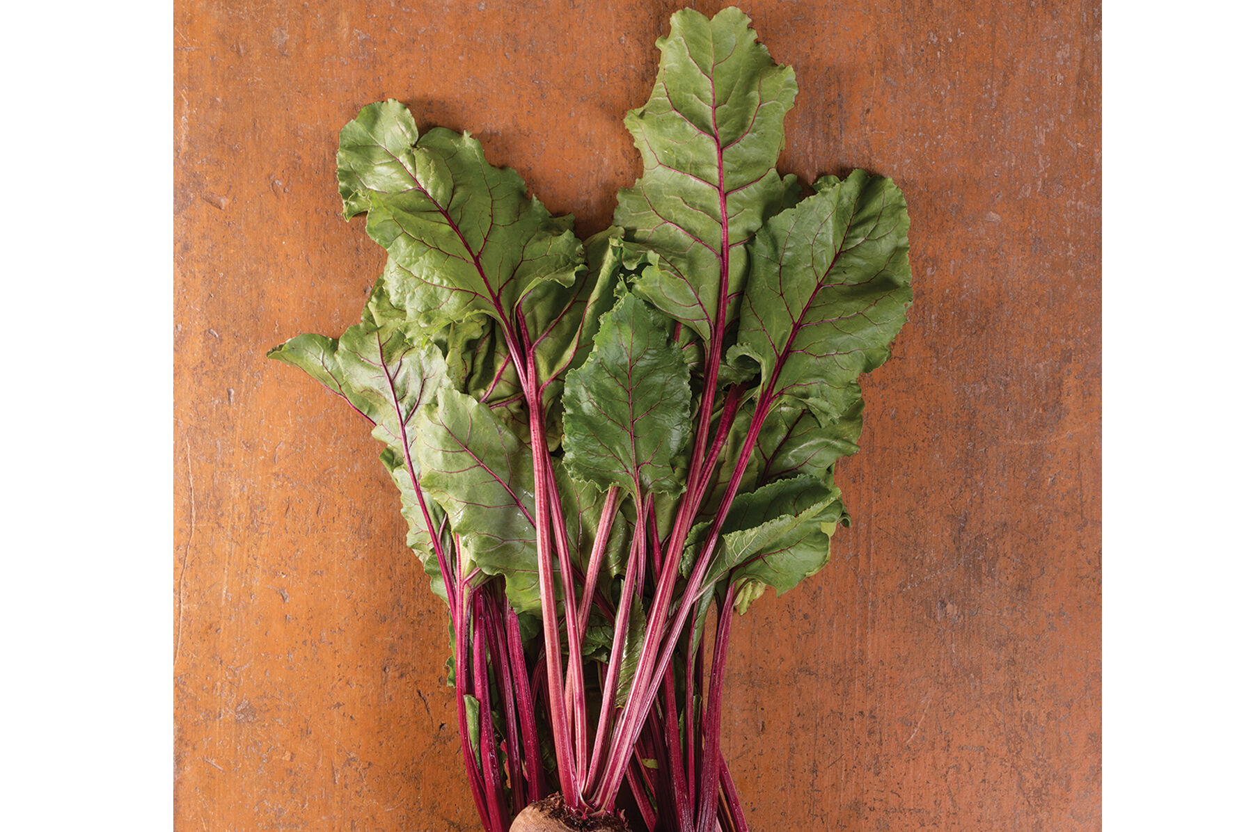 Early Wonder Tall Top Beet Greens