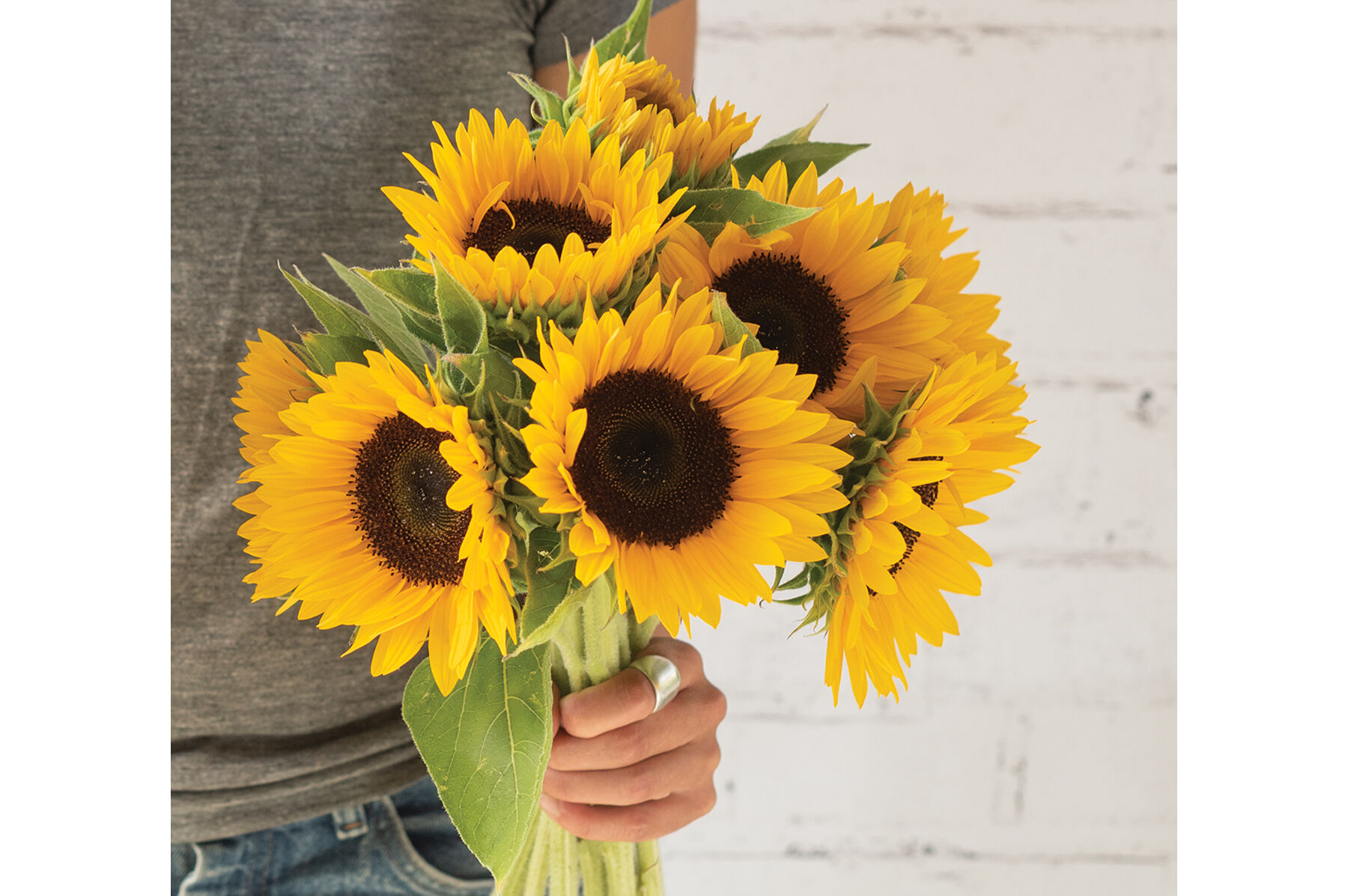 Winter Zohar Tall Sunflowers