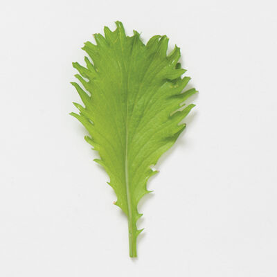Southern Giant Curled Mustard Greens