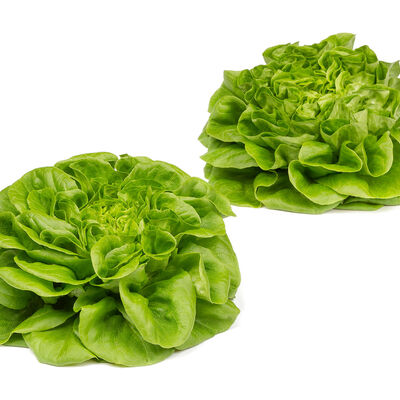 Salanova® Hydroponic Green Butter Salanova® Lettuce