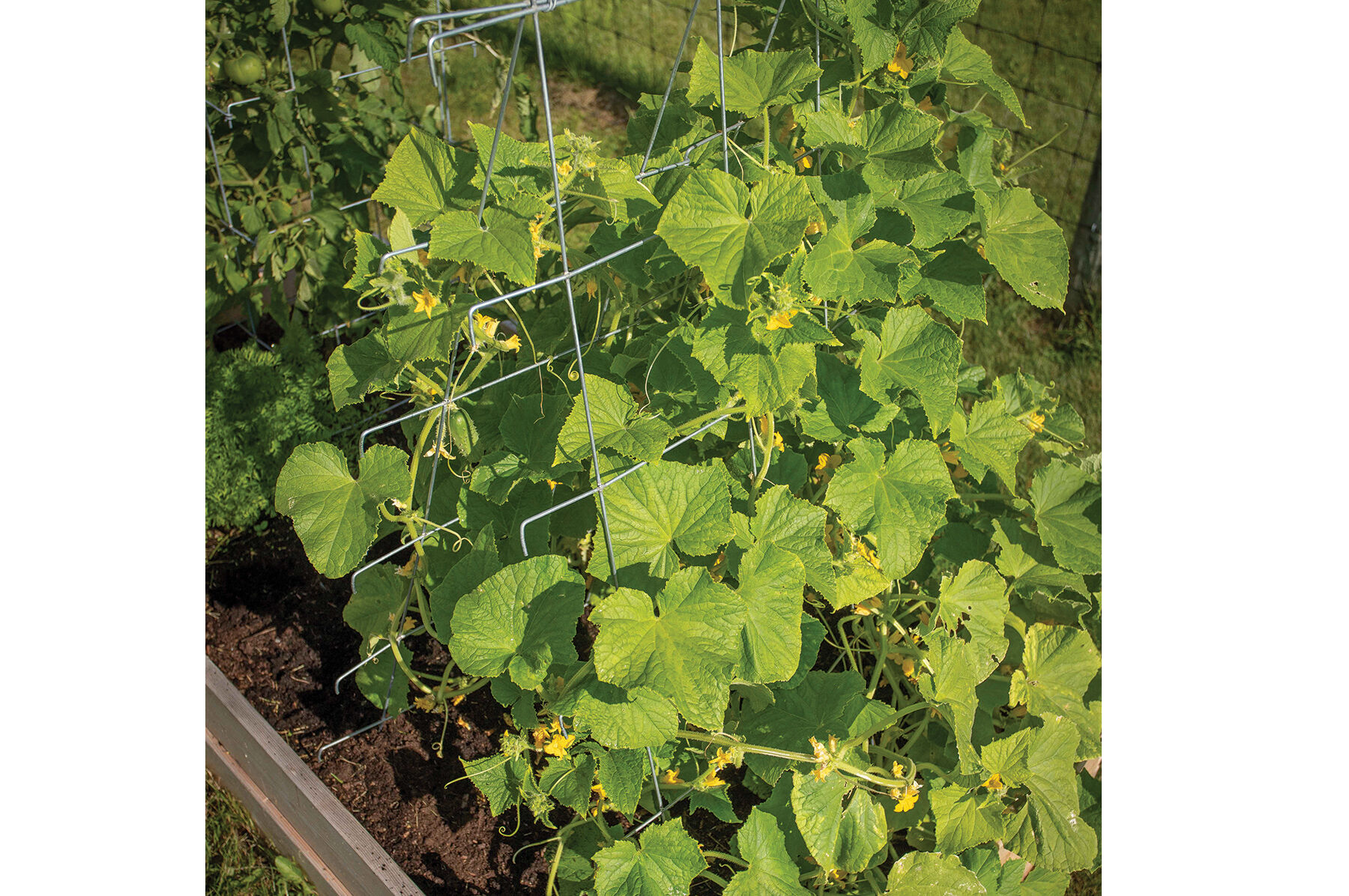Cucumber Trellis &ndash; 48" Cages & Fences