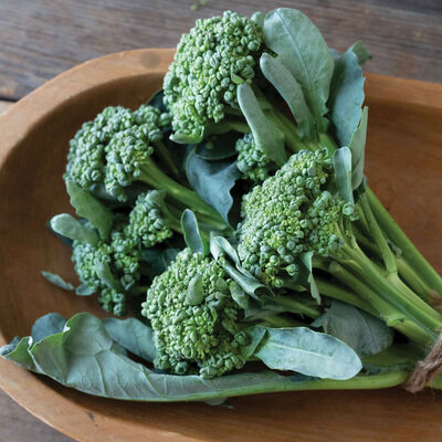 Sidekick Mini Broccoli