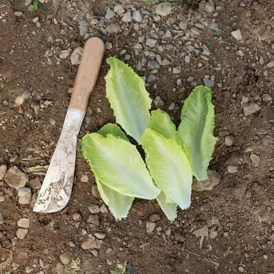 Tendita Romaine Lettuce (Cos)