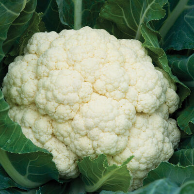 Amazing Standard Cauliflower