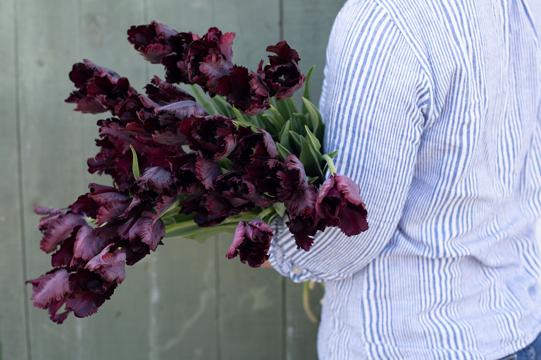 Black Parrot Tulips