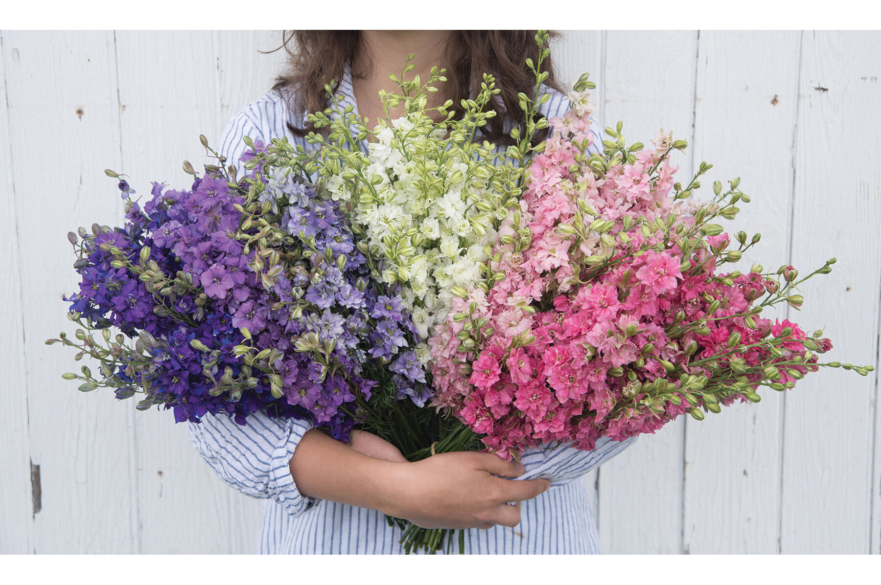 QIS&trade; Larkspur Formula Mix Larkspur