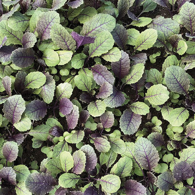 Moonshadow Mustard Greens