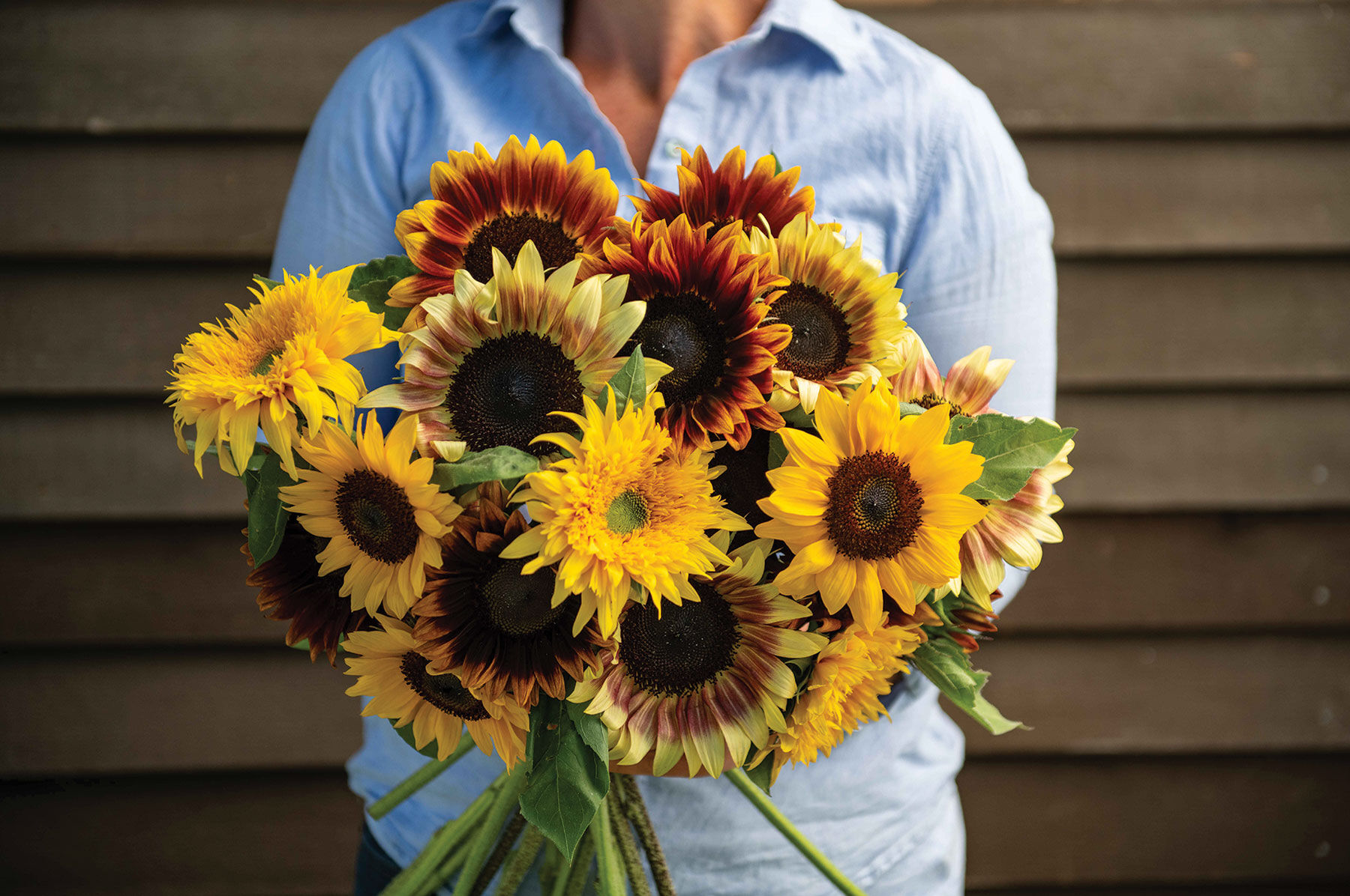 Summer Breeze Mix Tall Sunflowers