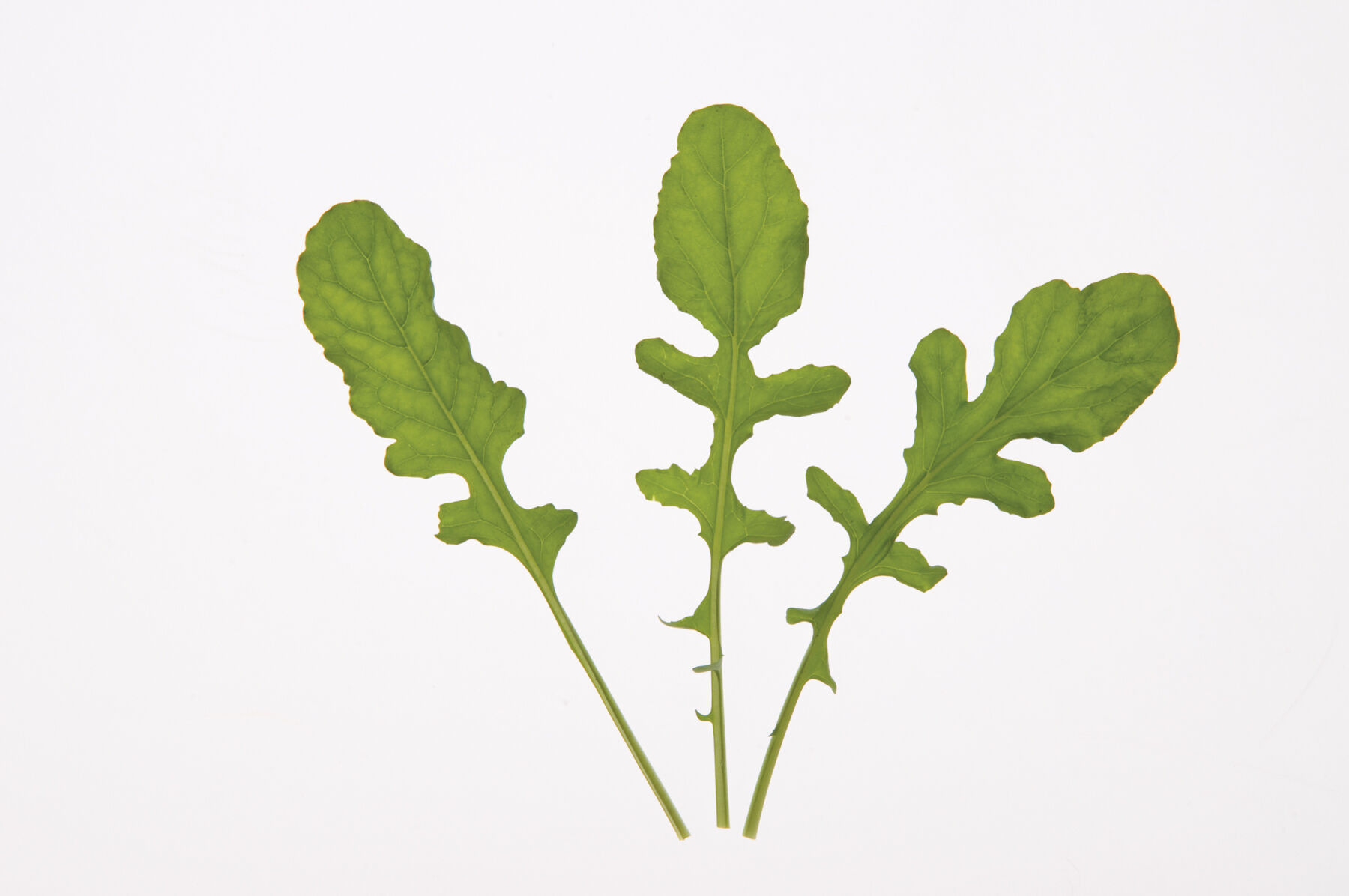 Arugula (Standard) Arugula (Roquette)
