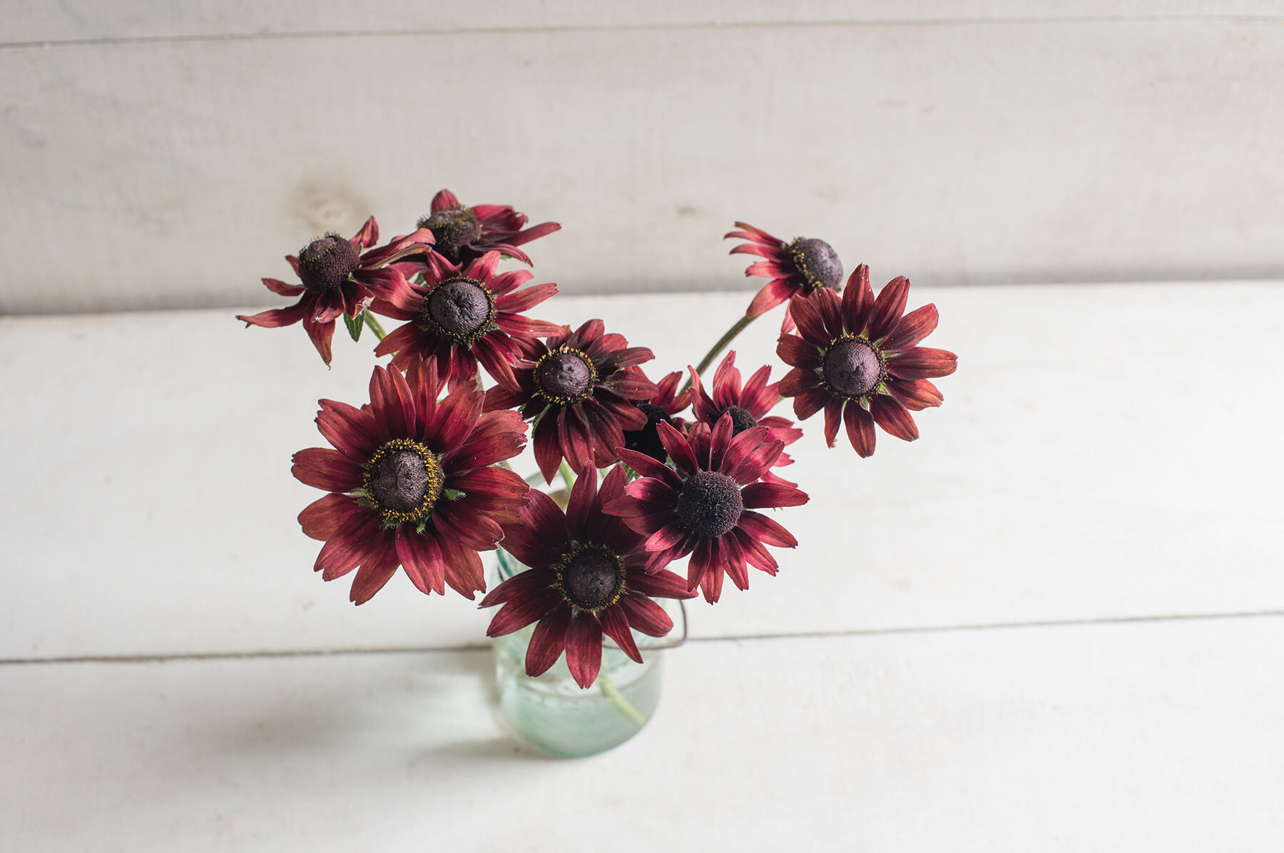 Cherry Brandy Rudbeckia (Black-Eyed Susan)