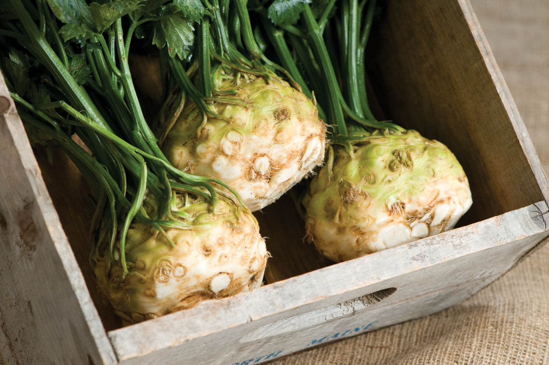 Mars Celery and Celeriac