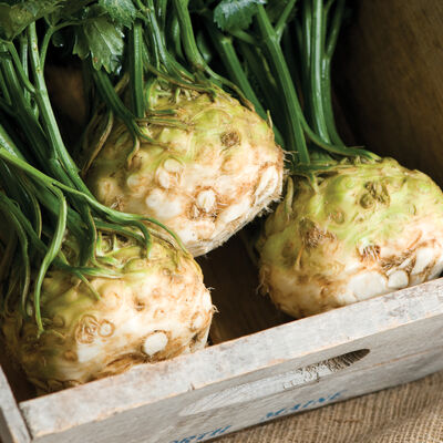 Mars Celeriac (Celery Root)