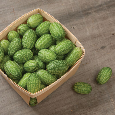 Mexican Sour Gherkin Mexican Sour Gherkin Specialty Cucumbers